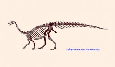 The reconstructed skeleton of Sefapanosaurus zastronensis. Image credit: University of the Witwatersrand / Sci-News.com.