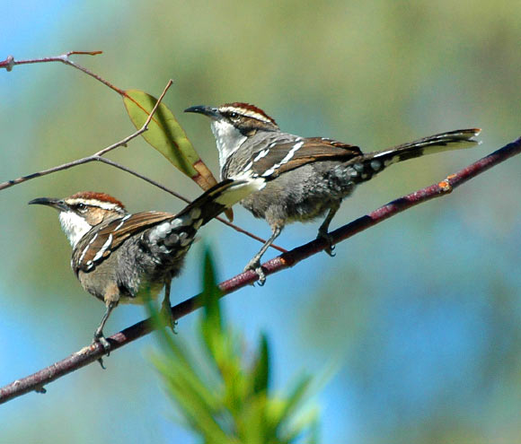 Chestnut-crowned babblers (Pomatostomus ruficeps), SW Queensland, Australia. Image credit: Aviceda / CC BY-SA 3.0.
