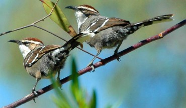 Chestnut-crowned babblers (Pomatostomus ruficeps), SW Queensland, Australia. Image credit: Aviceda / CC BY-SA 3.0.