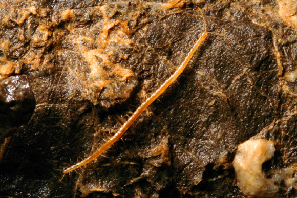 Geophilus hadesi, male specimen in the Lukina jama - Trojama cave system, at -980 m below the surface. Image credit: J. Bedek.