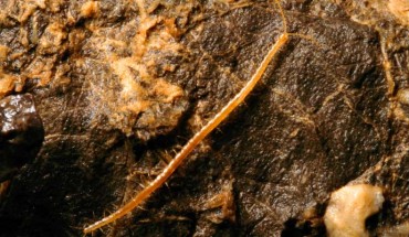 Geophilus hadesi, male specimen in the Lukina jama - Trojama cave system, at -980 m below the surface. Image credit: J. Bedek.