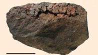 A 49,000-year-old stone flake from the Sibudu cave, KwaZulu-Natal, South Africa. Scale bar - 1 cm. Image credit: Villa P et al.