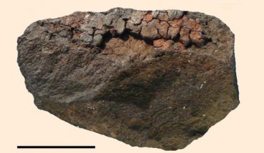 A 49,000-year-old stone flake from the Sibudu cave, KwaZulu-Natal, South Africa. Scale bar - 1 cm. Image credit: Villa P et al.