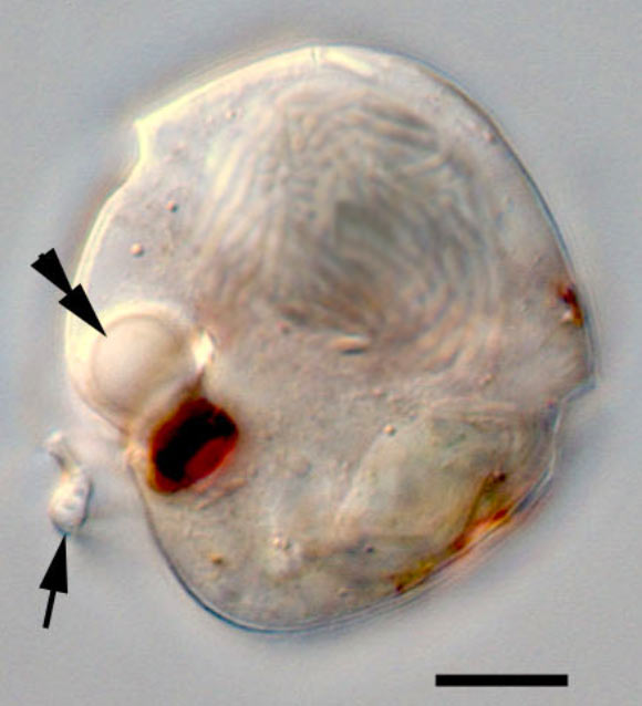 Light micrograph of a warnowiid dinoflagellate: double arrowhead points to the ocelloid, and arrow to the posterior cell extension. Scale bar – 10 μm. Image credit: Mona Hoppenrath et al., doi: 10.1186/1471-2148-9-116.