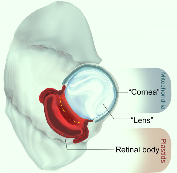 Illustration of a warnowiid dinoflagellate showing the basic components of the ocelloid with their putative organellar origins. Image credit: Gregory S. Gavelis et al.