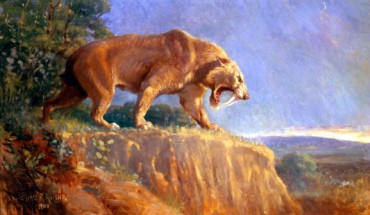 The saber-toothed cat (Smilodon sp.). Image credit: Charles R. Knight.