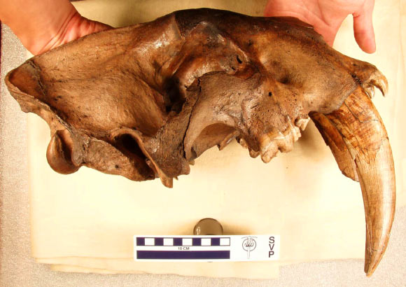 This fossilized jaw of an adult saber-toothed cat (Smilodon fatalis) shows the fully erupted canine. Image credit: Jack Tseng / American Museum of Natural History.