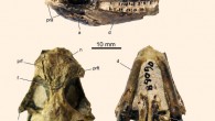Specimen of Babibasiliscus alxi: photographs in right lateral, dorsal, and ventral views. Image credit: Jack Conrad.
