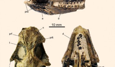 Specimen of Babibasiliscus alxi: photographs in right lateral, dorsal, and ventral views. Image credit: Jack Conrad.
