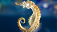 The seahorse’s tail is made up of about 36 square-like segments, each composed of four L-shaped corner plates that progressively decrease in size along the length of the tail. Image credit: Shellac / CC BY 2.0.