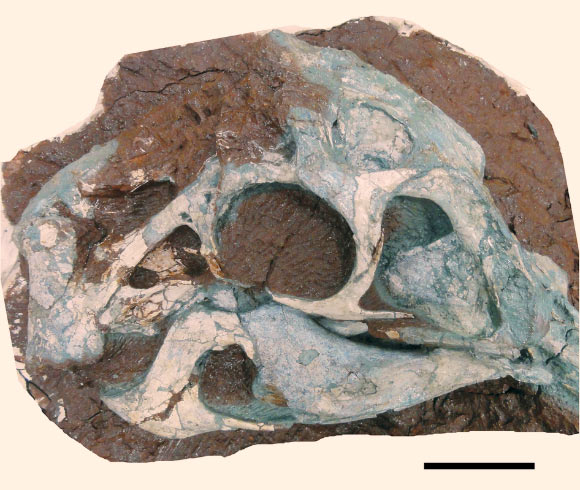 Photograph of the skull of Huanansaurus ganzhouensis. Scale bar - 5 cm. Image credit: Lu, J. et al.