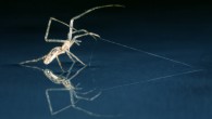 Tetragnathid spider is using silk as anchor. Image credit: Alex Hyde.
