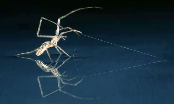 Tetragnathid spider is using silk as anchor. Image credit: Alex Hyde.