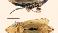 Flexamia whitcombi, male (top) and female. Image credit: Andrew Hicks.