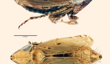 Flexamia whitcombi, male (top) and female. Image credit: Andrew Hicks.