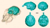 Brain of Victoriapithecus macinessi visualized for the first time using high-resolution X-ray imaging. Scale bar - 1 cm. Image credit: Lauren A. Gonzales et al.