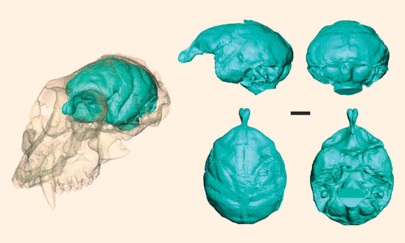Brain of Victoriapithecus macinessi visualized for the first time using high-resolution X-ray imaging. Scale bar - 1 cm. Image credit: Lauren A. Gonzales et al.