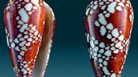 Conus episcopatus, 6.4 cm, Thailand. Image credit: Alexander Medvedev / CC BY-SA 3.0.