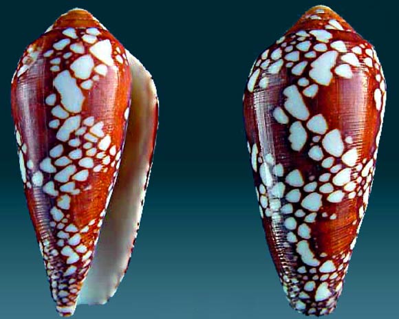 Conus episcopatus, 6.4 cm, Thailand. Image credit: Alexander Medvedev / CC BY-SA 3.0.
