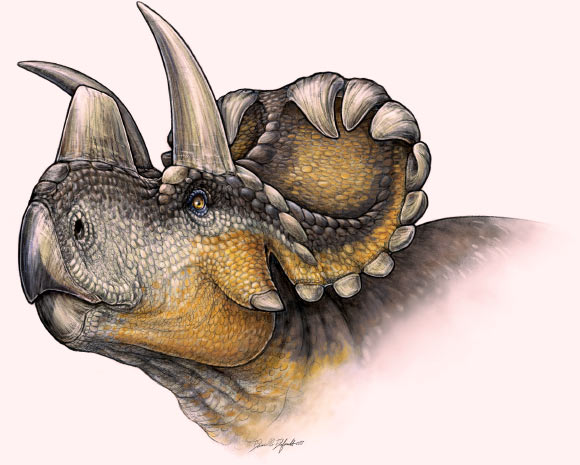 Life reconstruction of Wendiceratops pinhornensis. Image credit: Danielle Dufault.