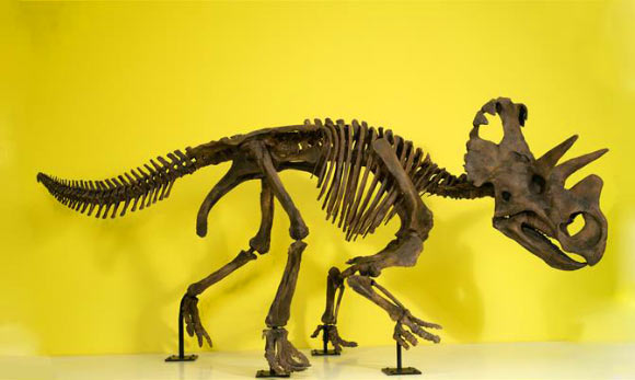 Full-size skeleton of Wendiceratops pinhornensis on display at the Royal Ontario Museum, Toronto, Canada. Photo credit: Brian Boyle.