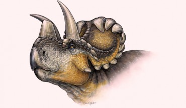 Life reconstruction of Wendiceratops pinhornensis. Image credit: Danielle Dufault.