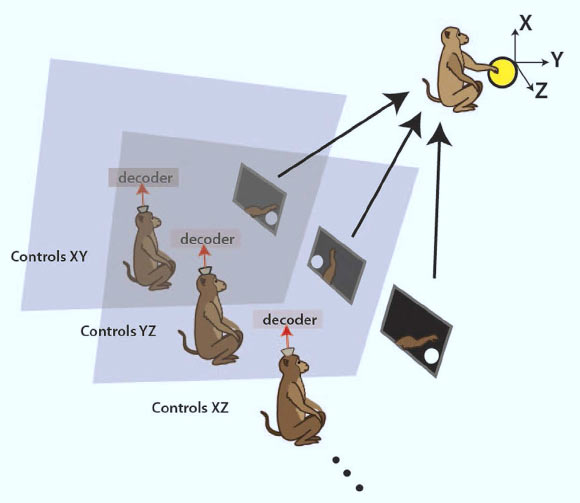 Monkey experiment: primates were seated in separate rooms, each facing a computer monitor showing the virtual avatar arm from a first person perspective. Image credit: Arjun Ramakrishnan et al.