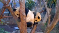 Giant panda cub Xiao Liwu and his mother Bai Yun at the San Diego Zoo. Image credit: Natali Anderson / San Diego Zoo.