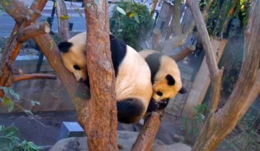 Giant panda cub Xiao Liwu and his mother Bai Yun at the San Diego Zoo. Image credit: Natali Anderson / San Diego Zoo.