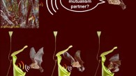 To maintain mutualism, carnivorous pitcher plants specifically appeal to their animal partners’ perception. Image credit: Michael G. Schöner et al / C.C. Lee / M.D. Tuttle.