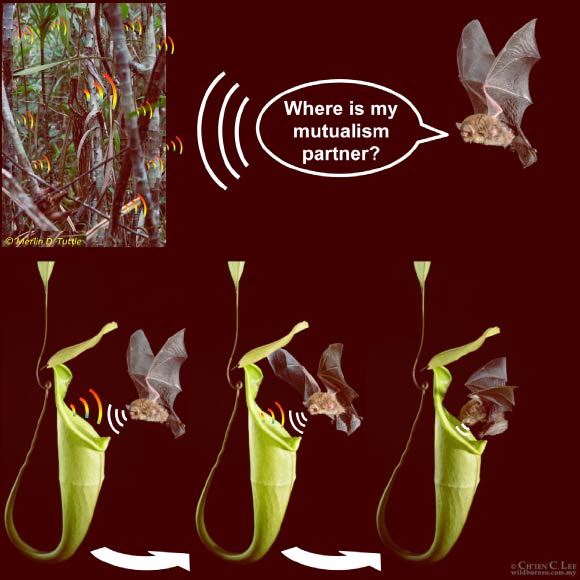 To maintain mutualism, carnivorous pitcher plants specifically appeal to their animal partners’ perception. Image credit: Michael G. Schöner et al / C.C. Lee / M.D. Tuttle.