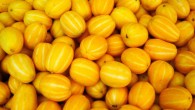 The Korean melon (Cucumis melo L. var. makuwa). Image credit: D. Hutchman / CC BY 2.0.