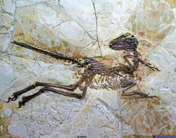 The holotype of Zhenyuanlong suni. Image credit: Junchang Lü / Stephen L. Brusatte.