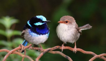 Male and female superb fairy-wrens in Ensay, Victoria, Australia. This is a composite image, the right bird was inserted into the image. Image credit: Benjamin T. / CC BY-SA 3.0.