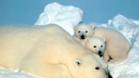 Polar bears (Ursus maritimus). Image credit: Steve Amstrup / USFWS.
