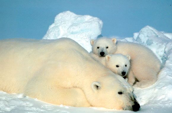 Polar bears (Ursus maritimus). Image credit: Steve Amstrup / USFWS.
