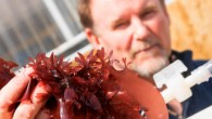 Prof Langdon has been breeding new varieties of dulse for several years. Image credit: Stephen Ward.