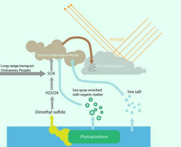 Phytoplankton contribute to clouds directly, by being lofted up with sea spray, and indirectly, by producing sulfurous gas. Image credit: Daniel McCoy / University of Washington.