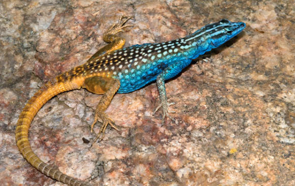 The Attenborough’s flat lizard (Platysaurus attenboroughi), male. Image credit: Martin J. Whiting et al.