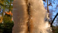 Hair ice on a stem of beechwood, hair length up to 10 cm. Image credit: D. Hofmann et al.