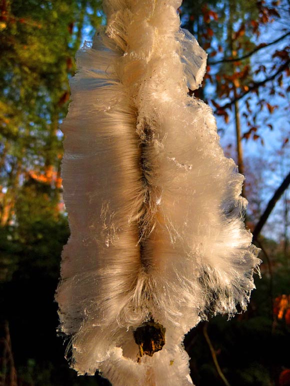 Hair ice on a stem of beechwood, hair length up to 10 cm. Image credit: D. Hofmann et al.