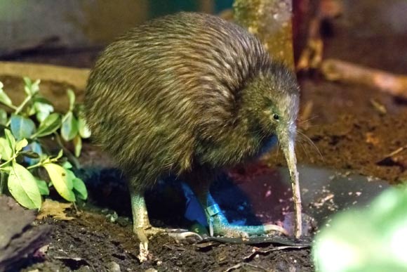 The North Island brown kiwi (Apteryx mantelli). Image credit: The Rohit / CC BY 2.0.