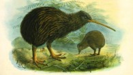 The North Island brown kiwi (Apteryx mantelli). Image credit: J. G. Keulemans.