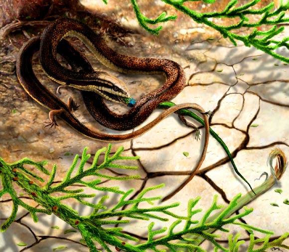 Reconstruction of Tetrapodophis amplectus eating a salamander. Image credit: James Brown / UOP.