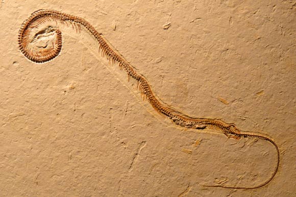 Tetrapodophis amplectus. Image credit: Martill et al., doi: 10.1126/science.aaa9208.