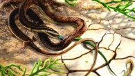Reconstruction of Tetrapodophis amplectus eating a salamander. Image credit: James Brown / UOP.