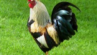Rooster in the municipal park of Mouscron, Belgium. Image credit: Jamain / CC BY-SA 3.0.