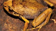 Rhombophryne longicrus in life. Image credit: Frank Glaw.