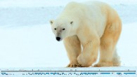 Essential parts of the polar bear Y chromosome have been decoded for the first time. Image credit: Axel Janke.