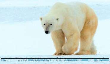 Essential parts of the polar bear Y chromosome have been decoded for the first time. Image credit: Axel Janke.